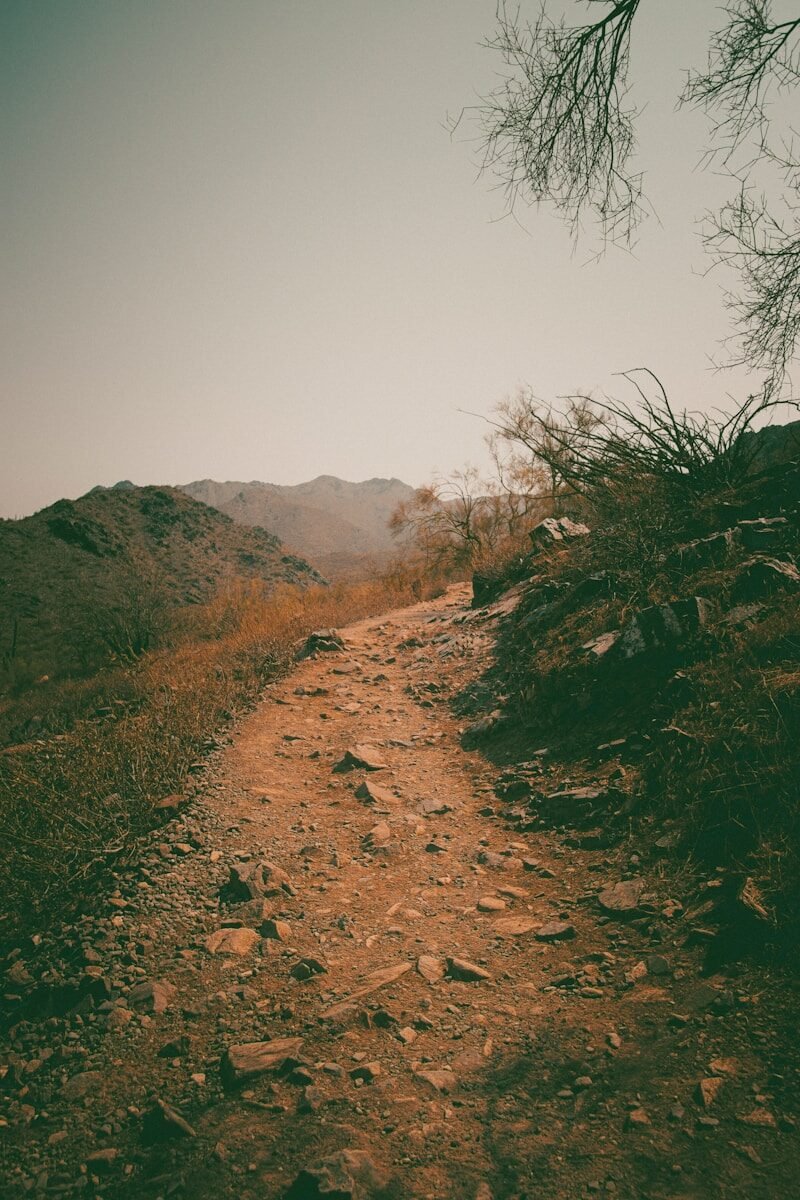green grass on brown soil