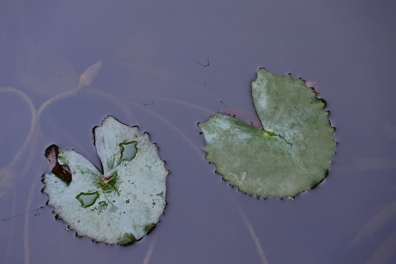 A couple of leaves floating on top of a body of water